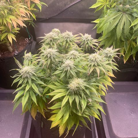 hella jelly x3 growlog photo: #1
