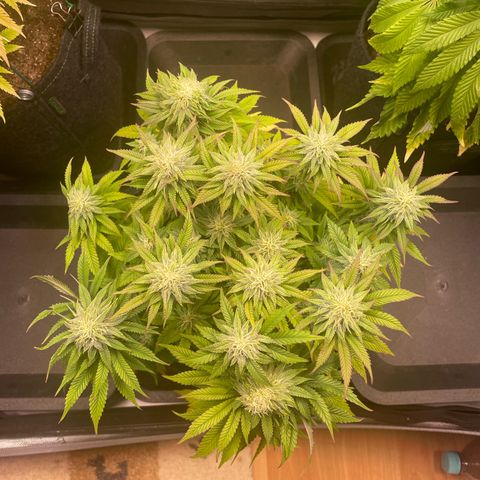 hella jelly x3 growlog photo: #1