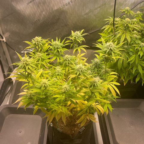 hella jelly x3 growlog photo: #2