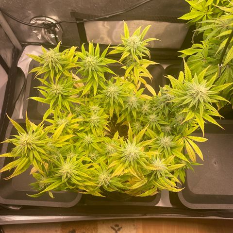 hella jelly x3 growlog photo: #2