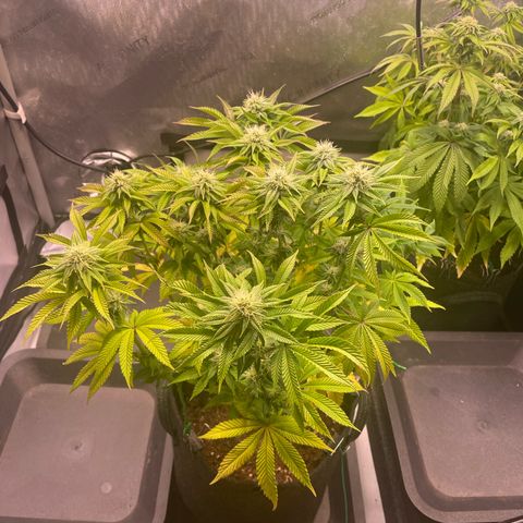hella jelly x3 growlog photo: #3