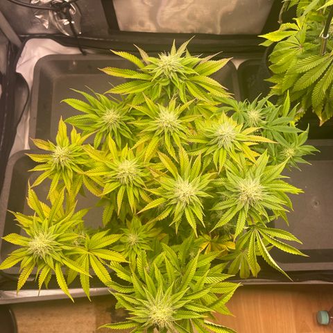 hella jelly x3 growlog photo: #3