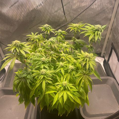 sunset paradise x2 growlog photo: #1