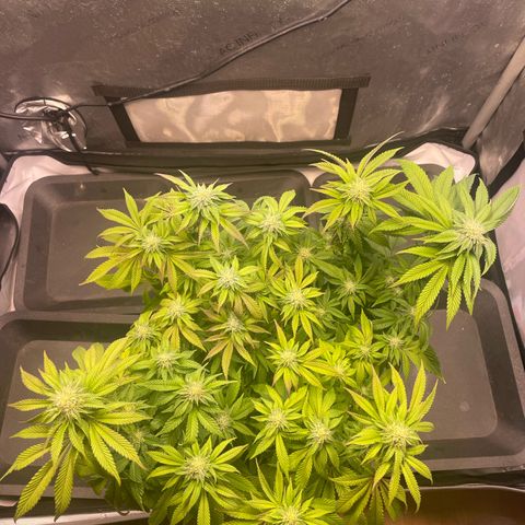 sunset paradise x2 growlog photo: #1