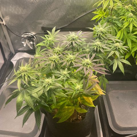 sunset paradise x2 growlog photo: #2