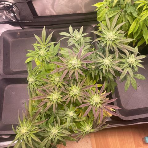 sunset paradise x2 growlog photo: #2