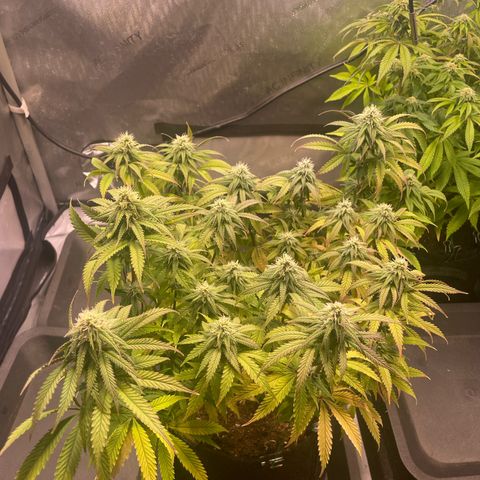 blueberry muffin  growlog timeline photo