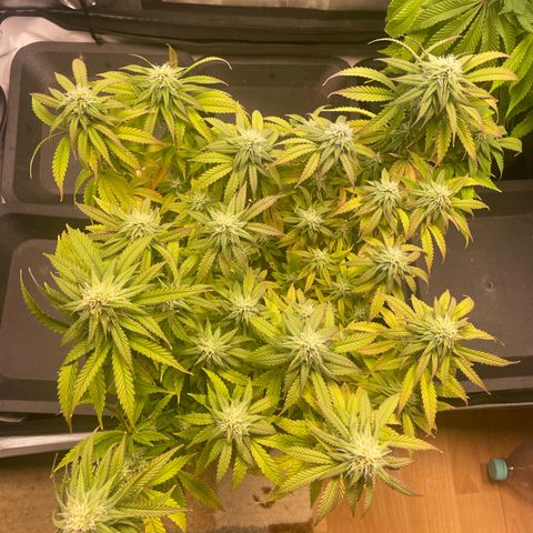 blueberry muffin  growlog timeline photo