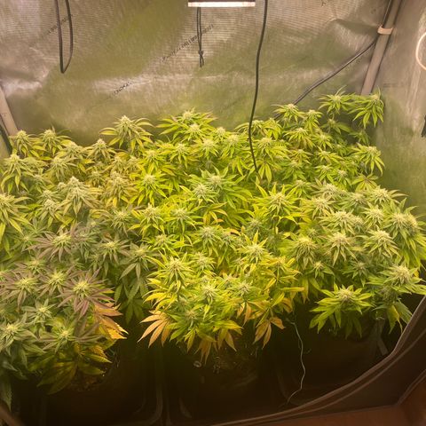 sunset paradise x2 growlog timeline photo