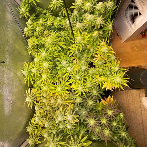 sunset paradise x2 growlog timeline photo