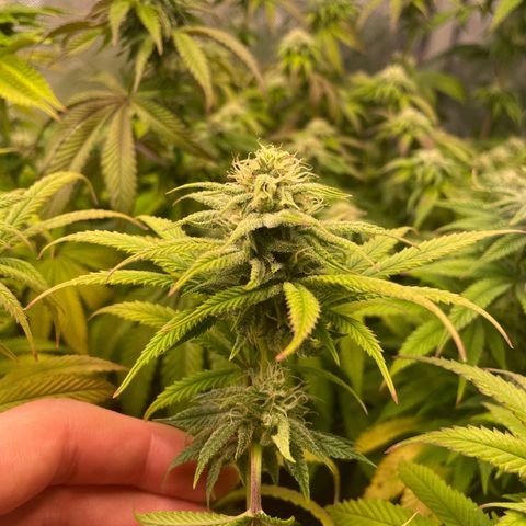 hella jelly x3 growlog photo: #2