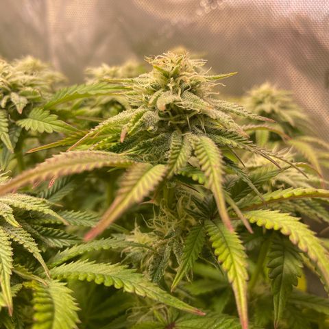 hella jelly x3 growlog photo: #1