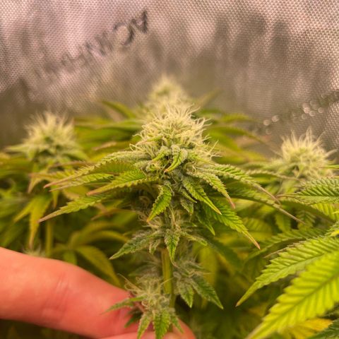 hella jelly x3 growlog photo: #3