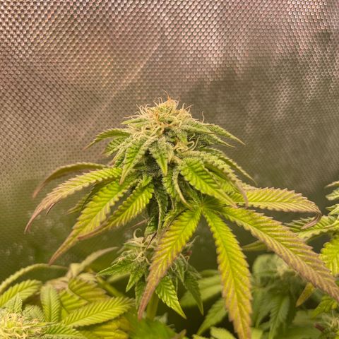 sunset paradise x2 growlog photo: #1