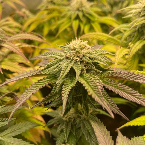 sunset paradise x2 growlog photo: #2