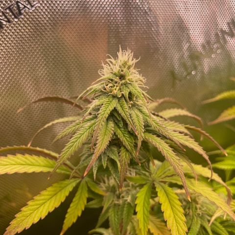 blueberry muffin  growlog timeline photo