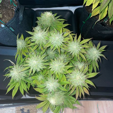 hella jelly x3 growlog photo: #1