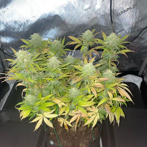 hella jelly x3 growlog photo: #2