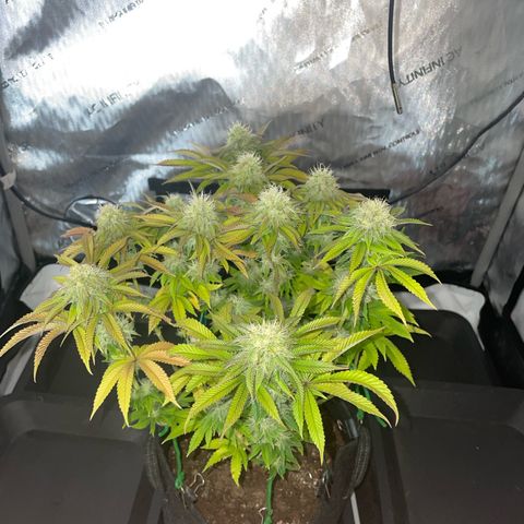 hella jelly x3 growlog photo: #3