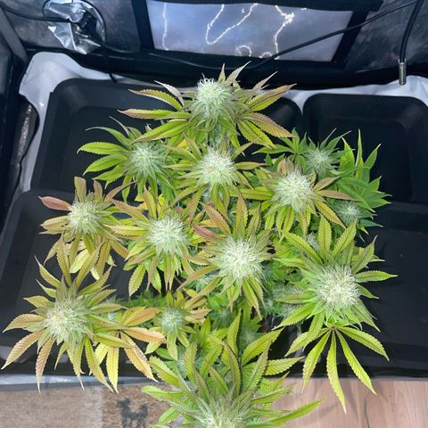 hella jelly x3 growlog photo: #3