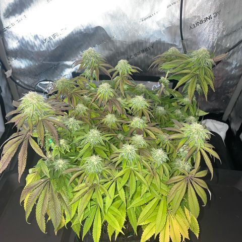 sunset paradise x2 growlog photo: #1
