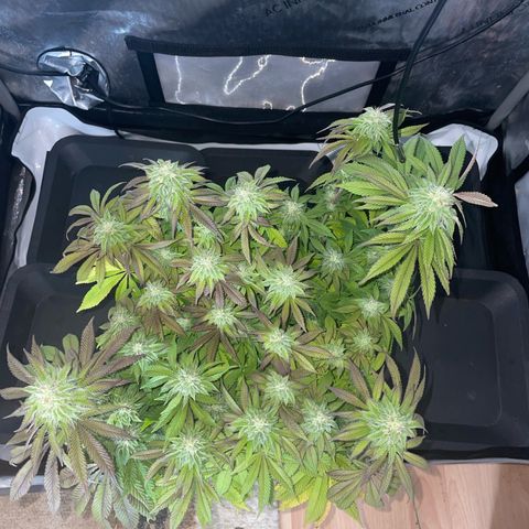 sunset paradise x2 growlog photo: #1