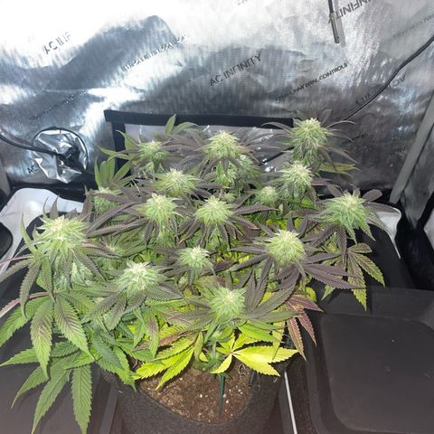 sunset paradise x2 growlog photo: #2