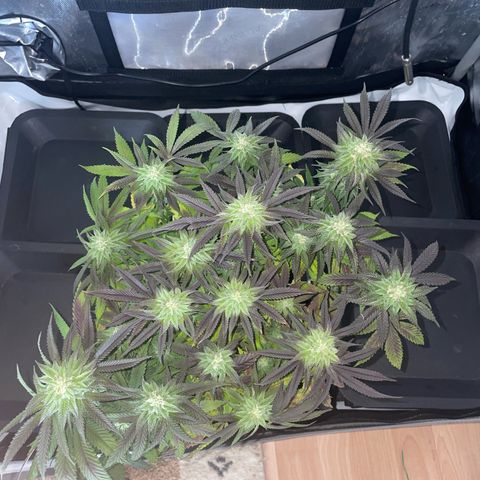 sunset paradise x2 growlog photo: #2