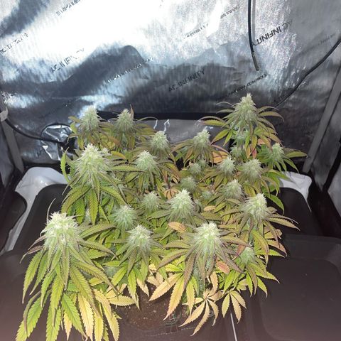 blueberry muffin  growlog timeline photo