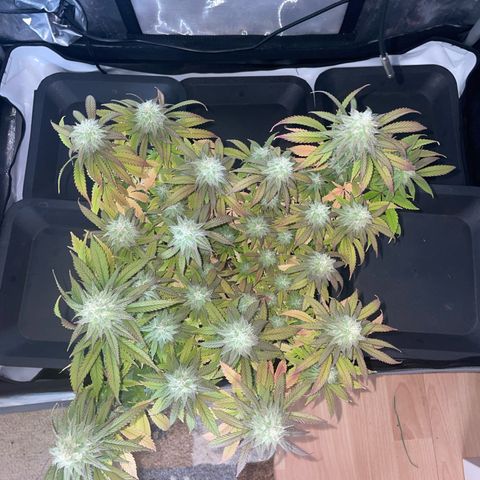 blueberry muffin  growlog timeline photo
