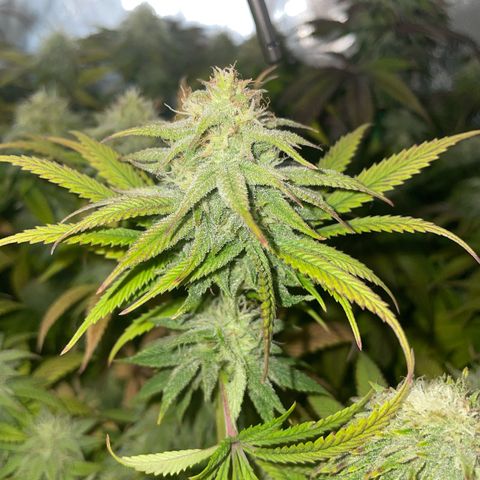 hella jelly x3 growlog photo: #2