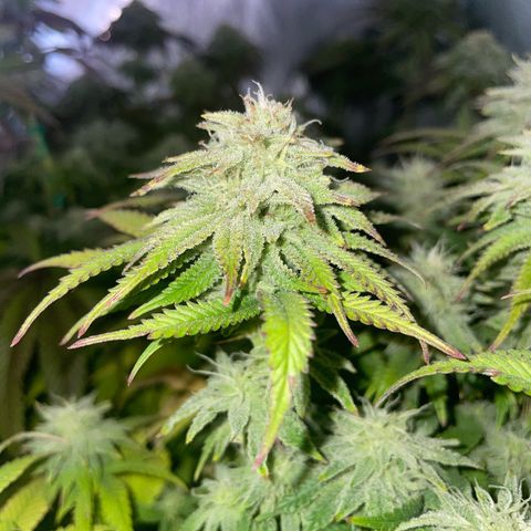 hella jelly x3 growlog photo: #1
