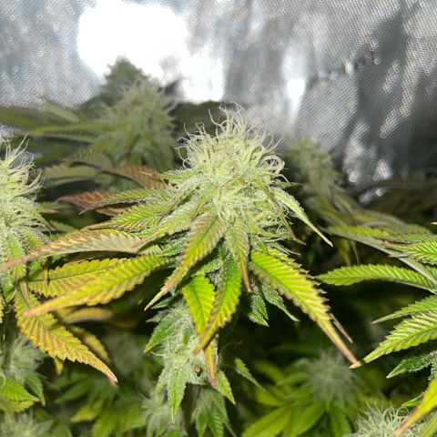 hella jelly x3 growlog photo: #3