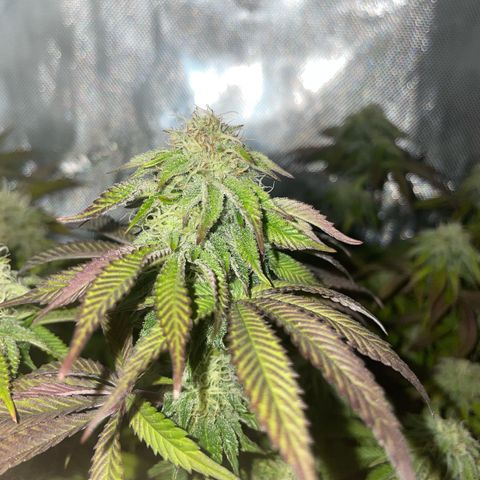 sunset paradise x2 growlog photo: #1