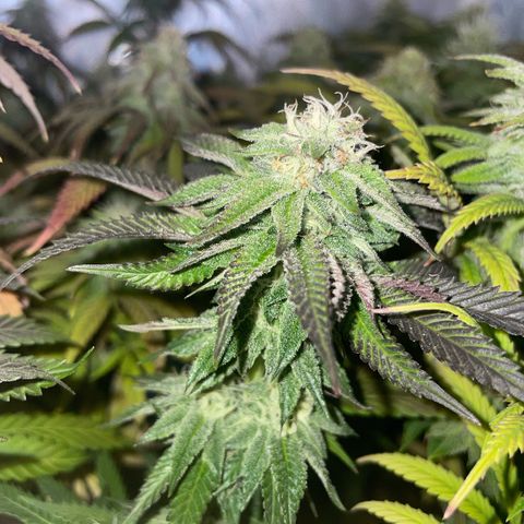 sunset paradise x2 growlog photo: #2