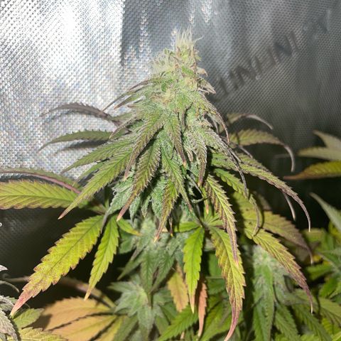 blueberry muffin  growlog timeline photo