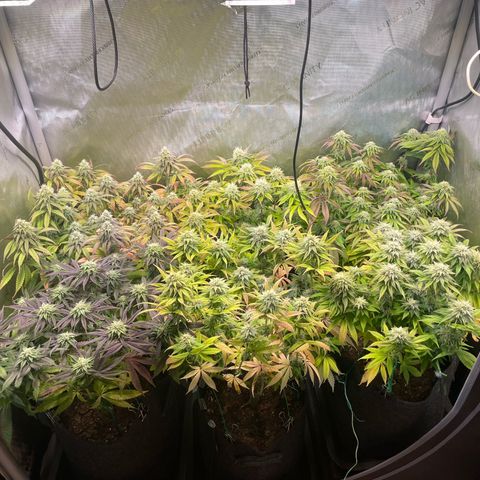 sunset paradise x2 growlog timeline photo