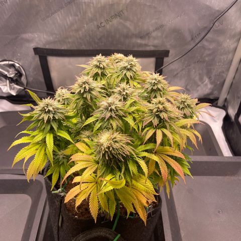 hella jelly x3 growlog photo: #1