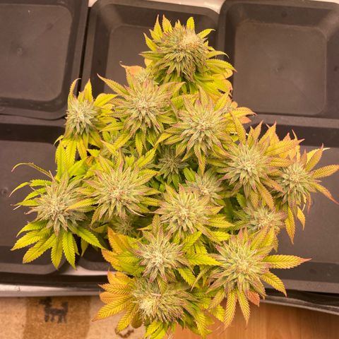 hella jelly x3 growlog photo: #1