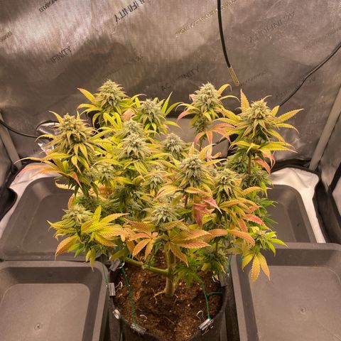 hella jelly x3 growlog photo: #2