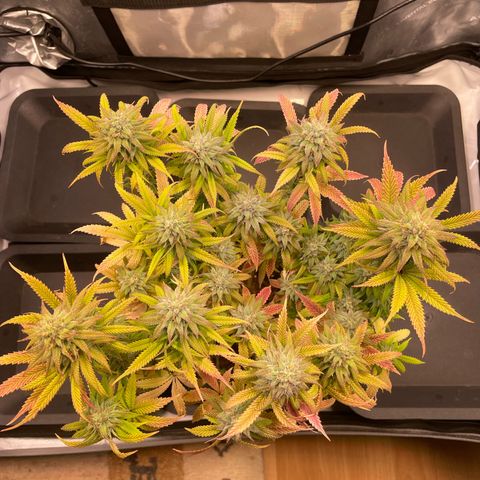 hella jelly x3 growlog photo: #2