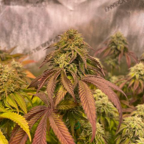 sunset paradise x2 growlog photo: #1