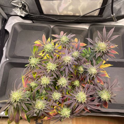 sunset paradise x2 growlog photo: #2