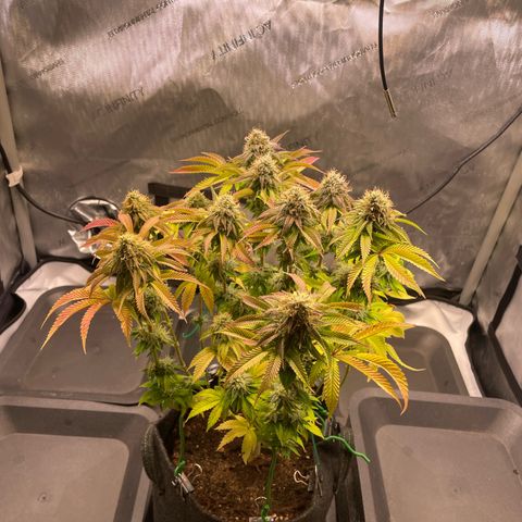 hella jelly x3 growlog photo: #3