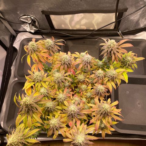 blueberry muffin  growlog timeline photo