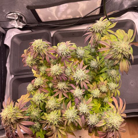 sunset paradise x2 growlog photo: #1