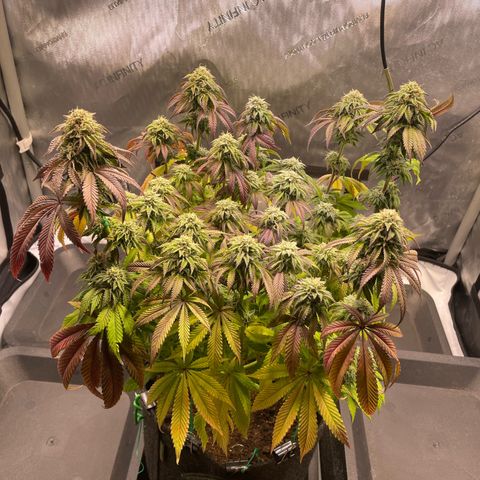 sunset paradise x2 growlog photo: #1