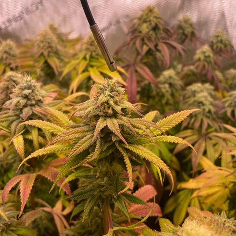 hella jelly x3 growlog photo: #2