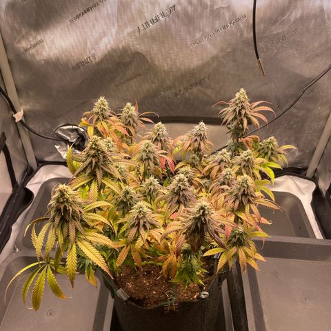 blueberry muffin  growlog timeline photo