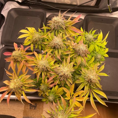 hella jelly x3 growlog photo: #3
